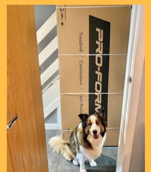 Won the ProForm L6 City Folding Treadmill!!