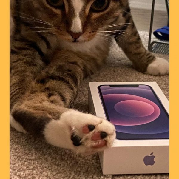 Won the Apple iPhone 12 Mini – Purple!!