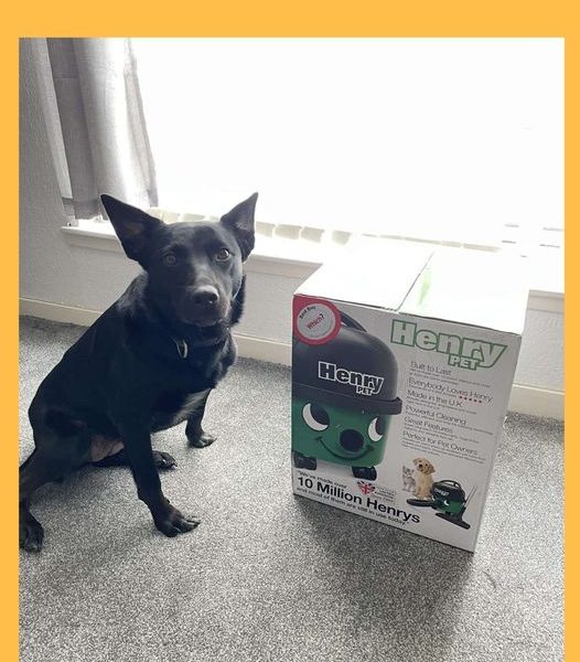 Won the Numatic Henry PET200 Cylinder Vacuum Cleaner!!