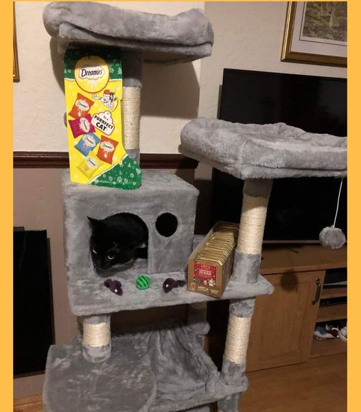 Won the Meowy Christmas!!