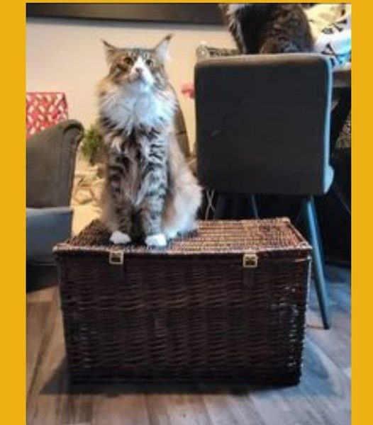 Won the Noel Hamper #3!!