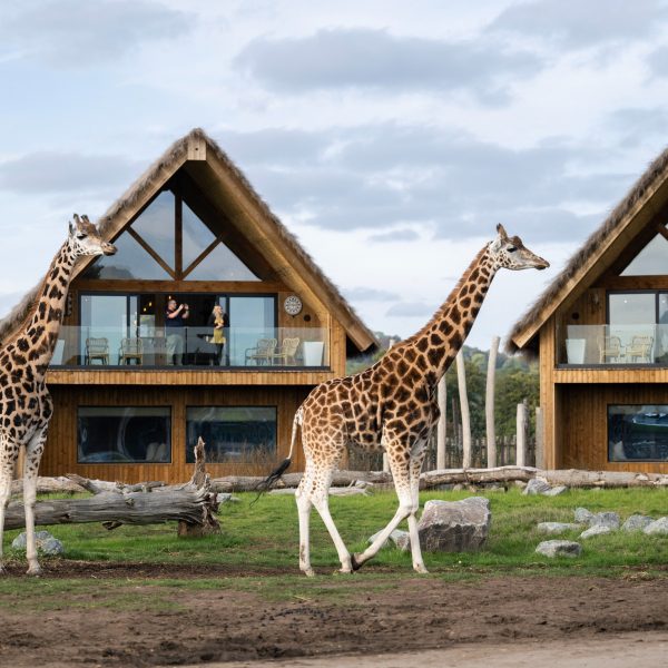 🦒 West Midlands Safari Lodge Stay + £1k Cash 🦒